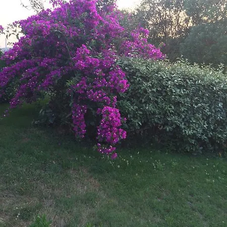 Campesi Casale Tra Le Vigne * アリエントゥ