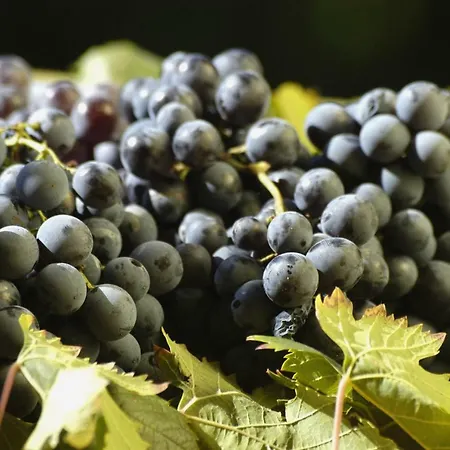 Campesi Casale Tra Le Vigne Farm stay *