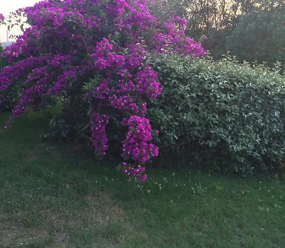 Campesi Casale Tra Le Vigne * アリエントゥ