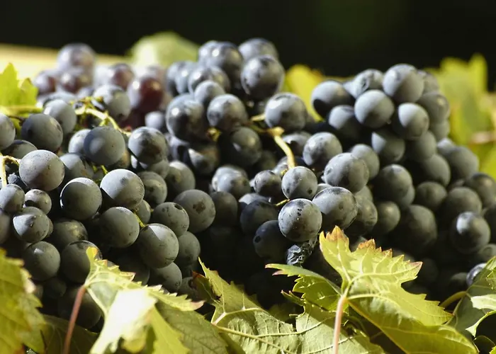 Campesi Casale Tra Le Vigne ファームステイ *